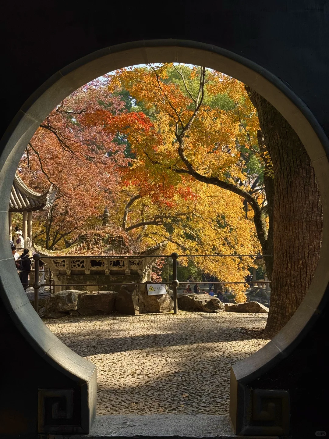 11.30实况｜虎丘秋景已经封神！！！！！🍁🍂