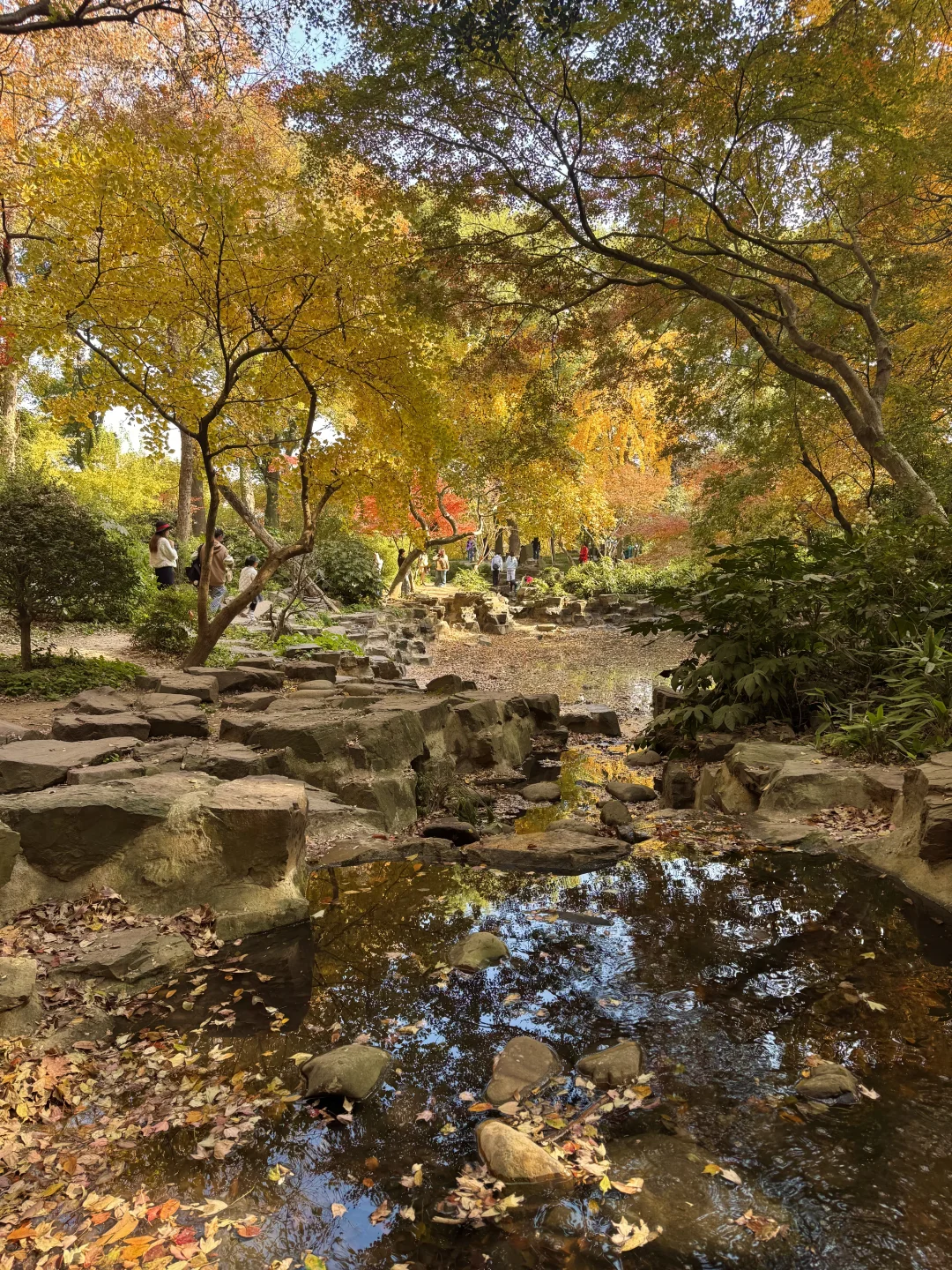 11.30实况｜虎丘秋景已经封神！！！！！🍁🍂
