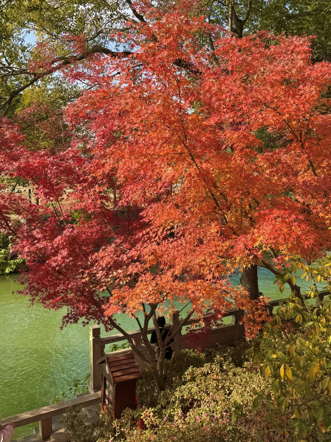 11.30实况｜虎丘秋景已经封神！！！！！🍁🍂