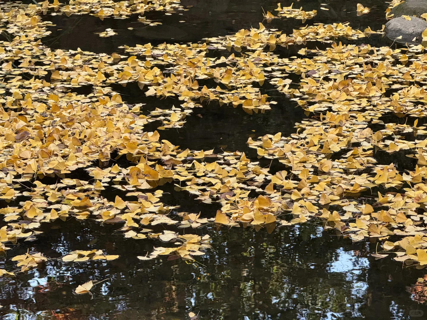 苏州的的秋马上要结束了