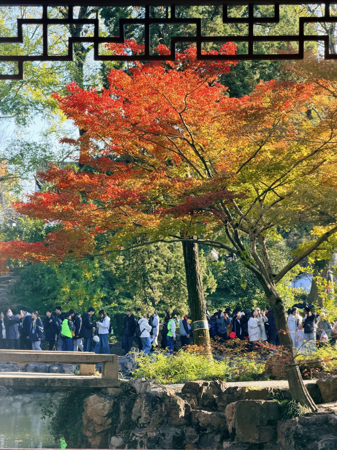拙政园实况❗️苏州秋天的美，真的很难不爱❗️