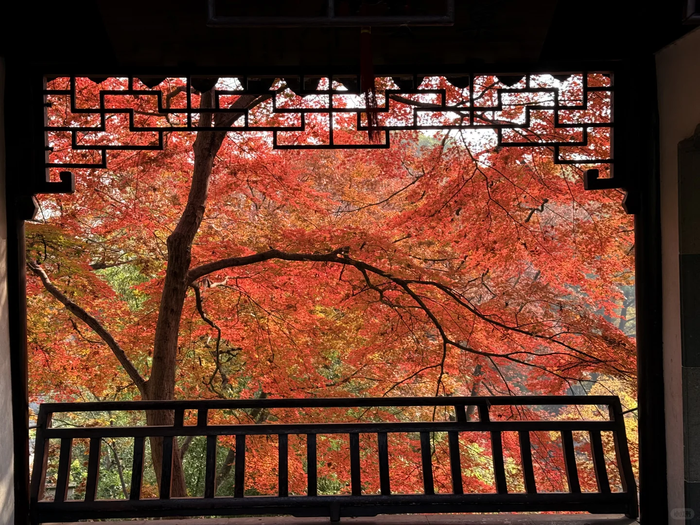 12.1日 苏州的秋天也接近尾声了