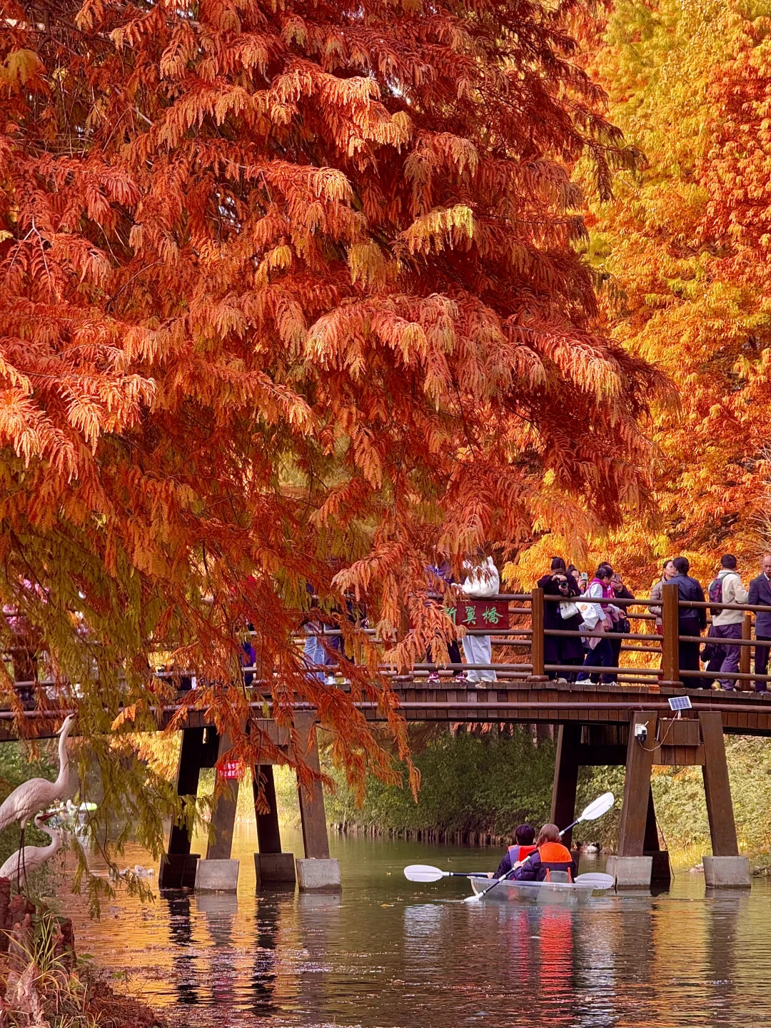 12.1实况！！！苏州的秋天🍂公园都美到失语…