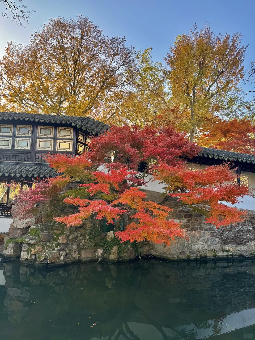 11.29live｜拙政园的秋色美疯了！！！！！🍁