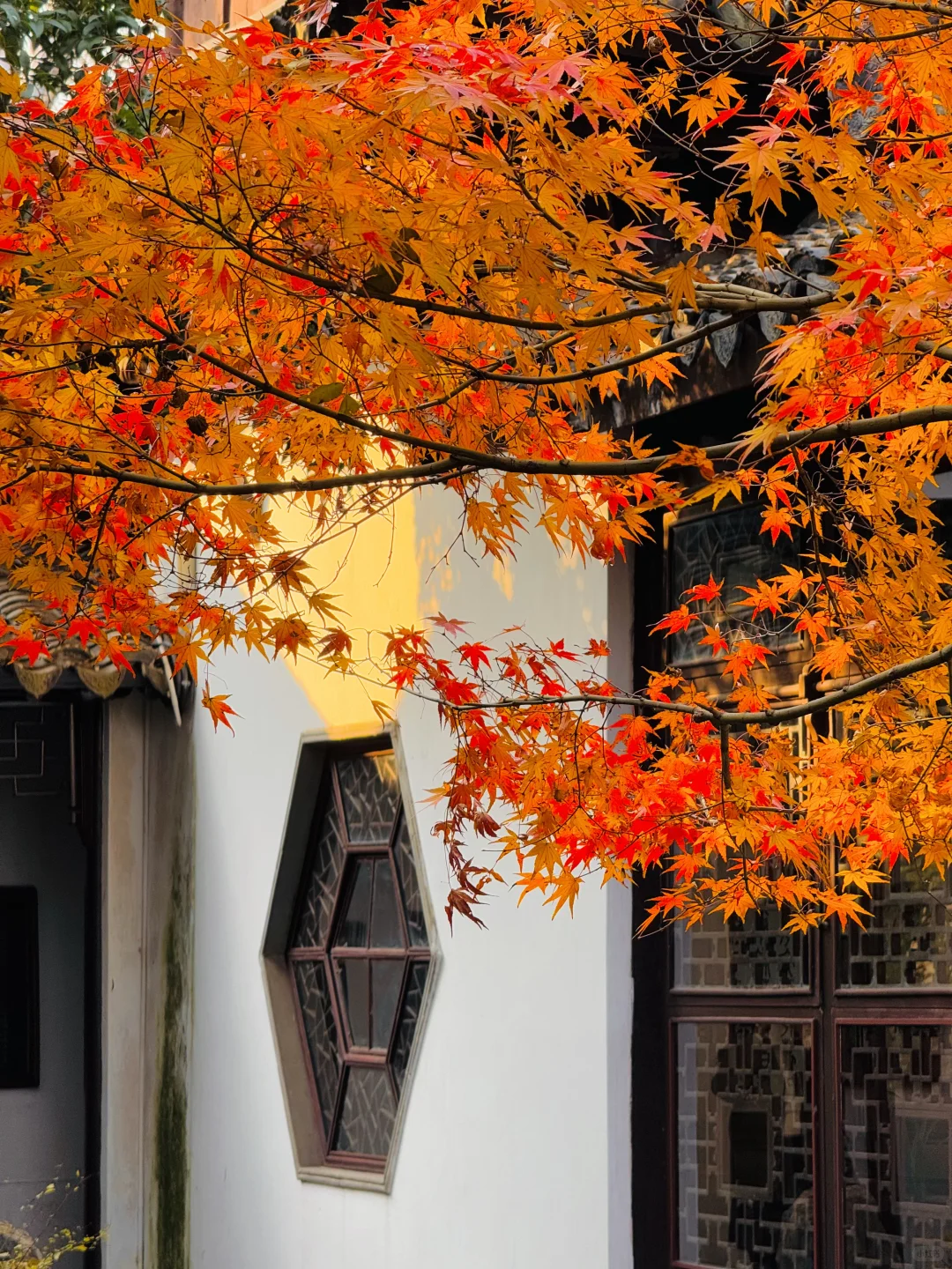 苏州的秋天即将封神 ！！！