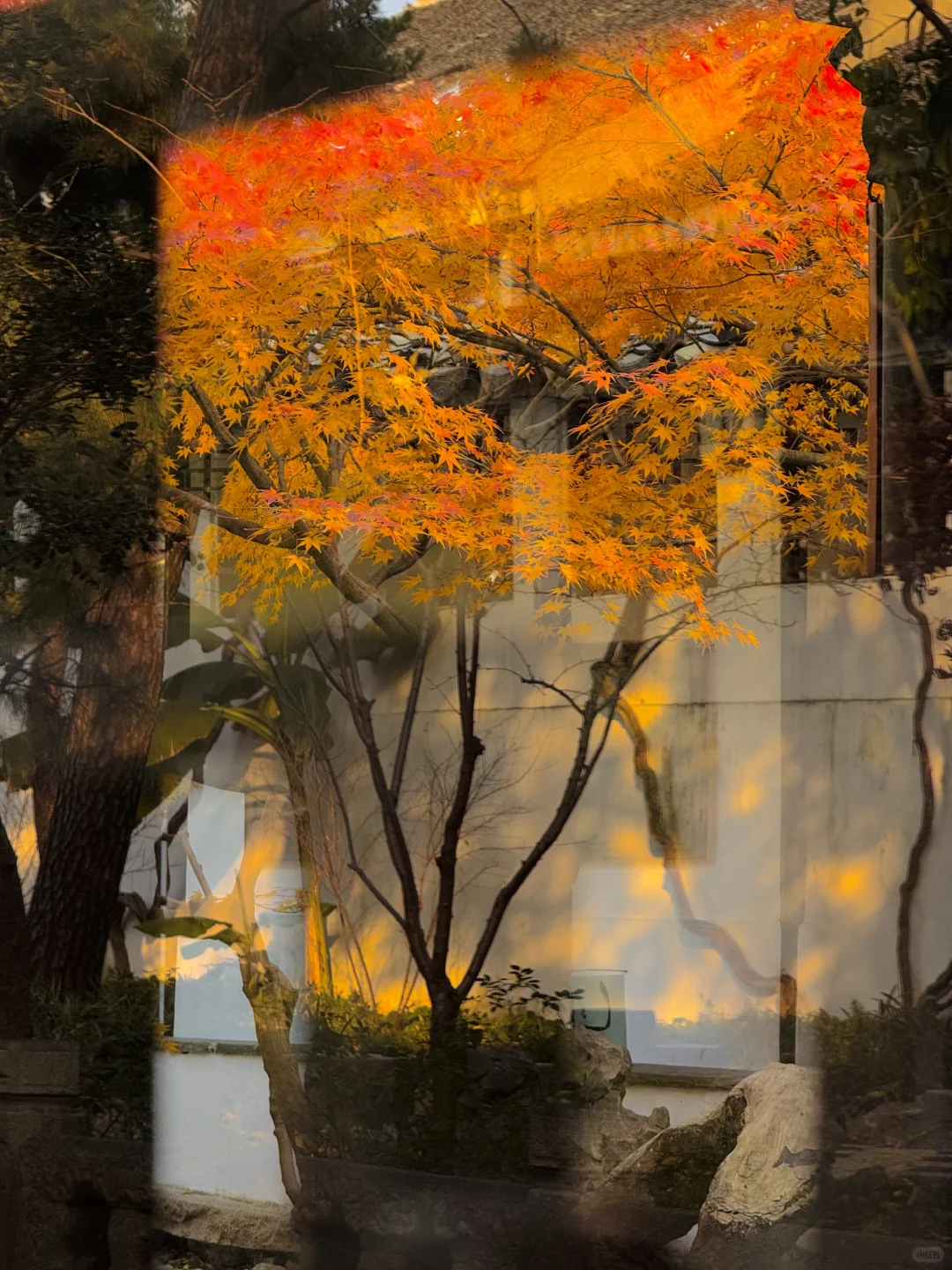 苏州的秋天即将封神 ！！！