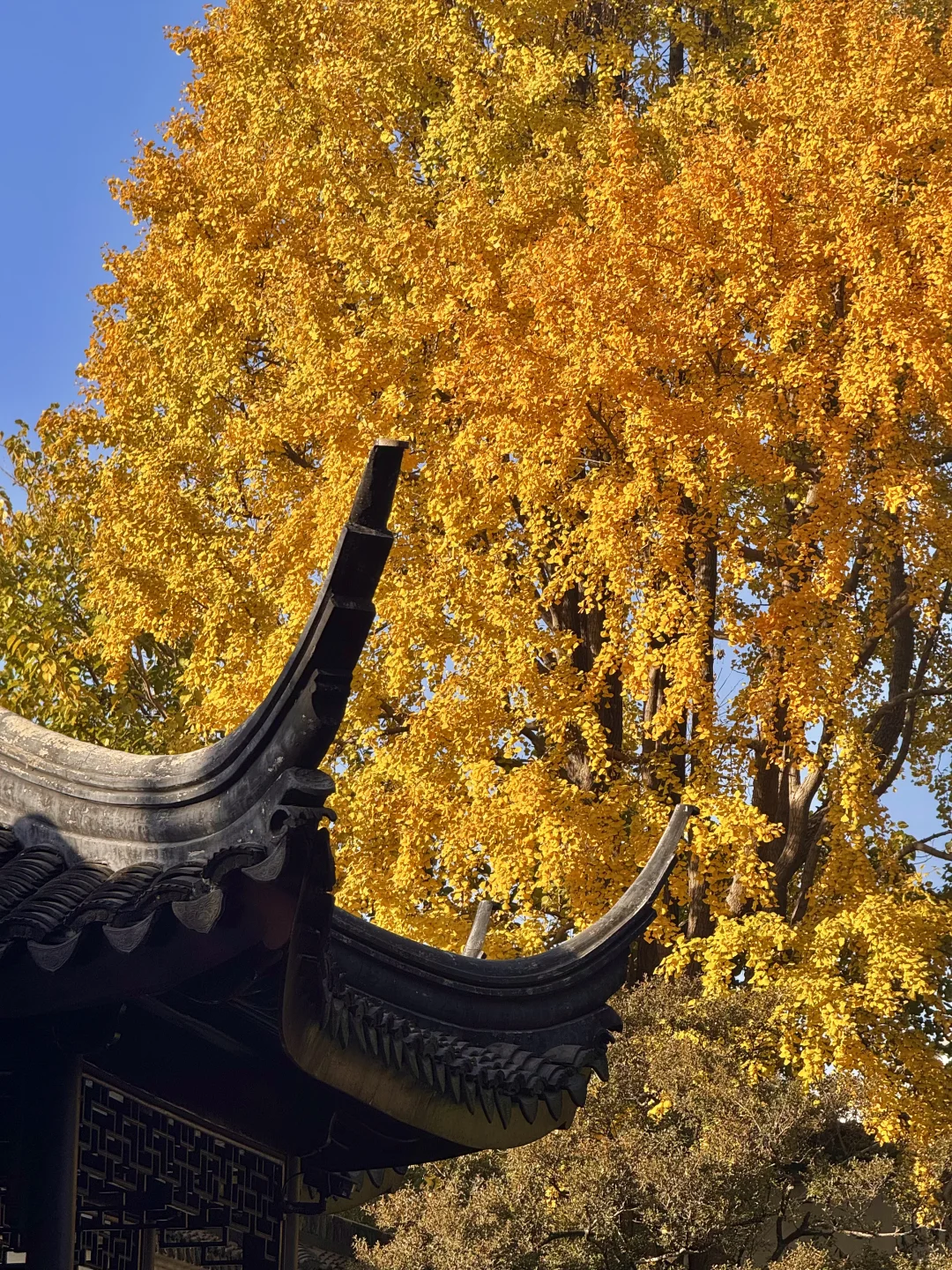 11.29live｜拙政园的秋色美疯了！！！！！🍁