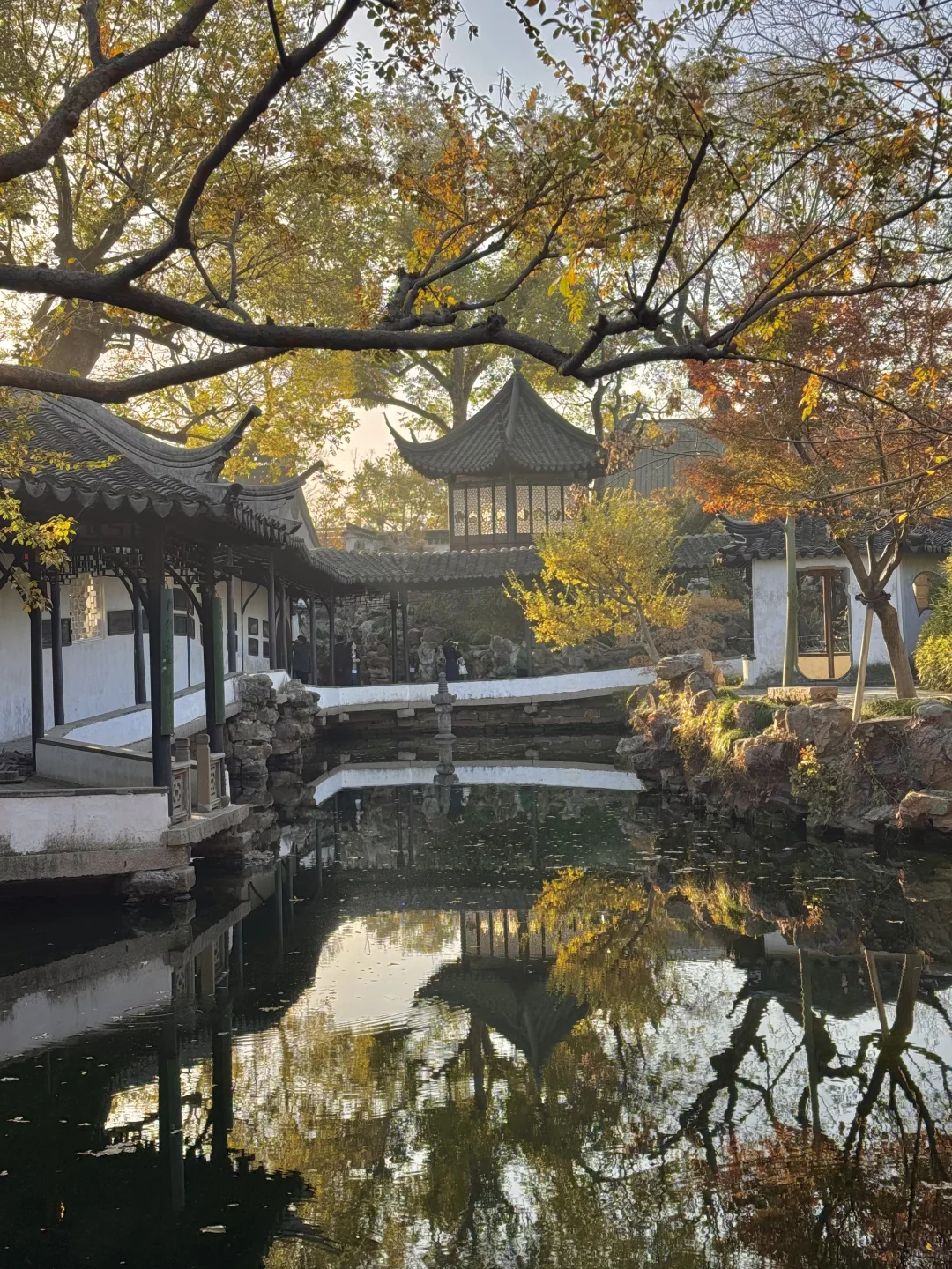 11.29live｜拙政园的秋色美疯了！！！！！🍁