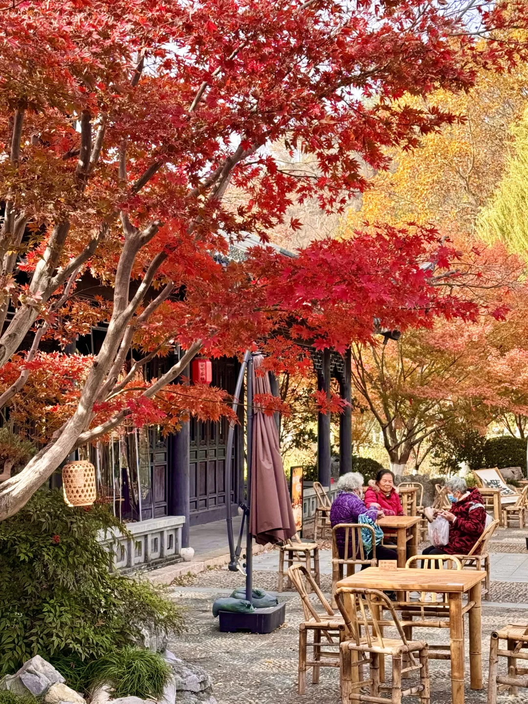 苏州园林的红枫 🍁 真的美炸了！！！