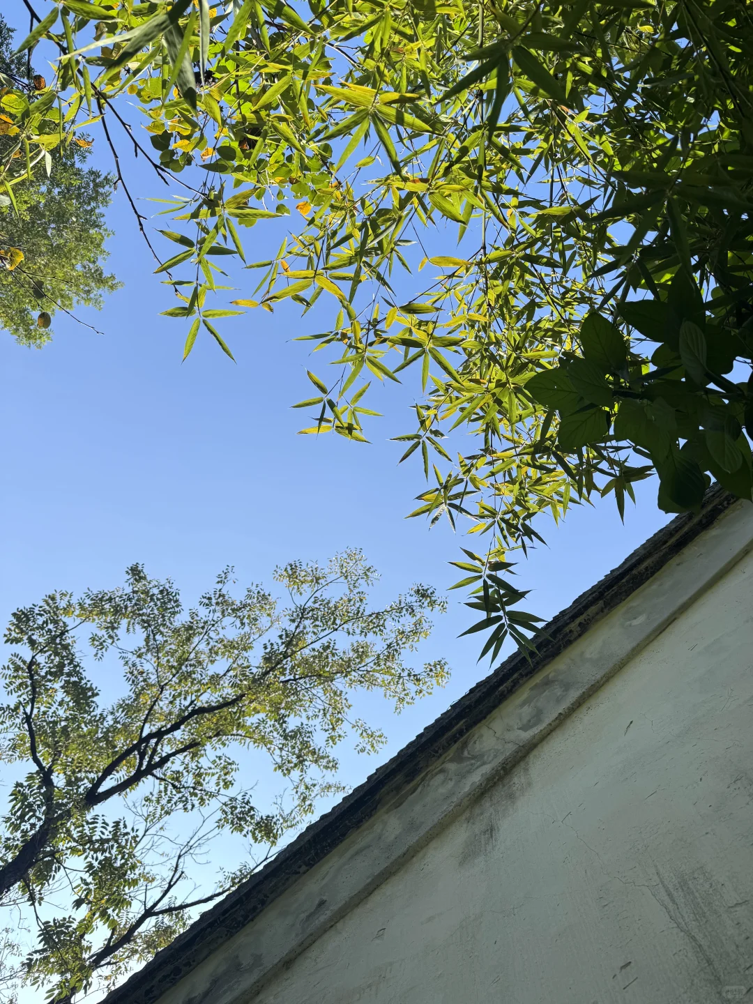 苏州的秋天鲨疯了！！😭