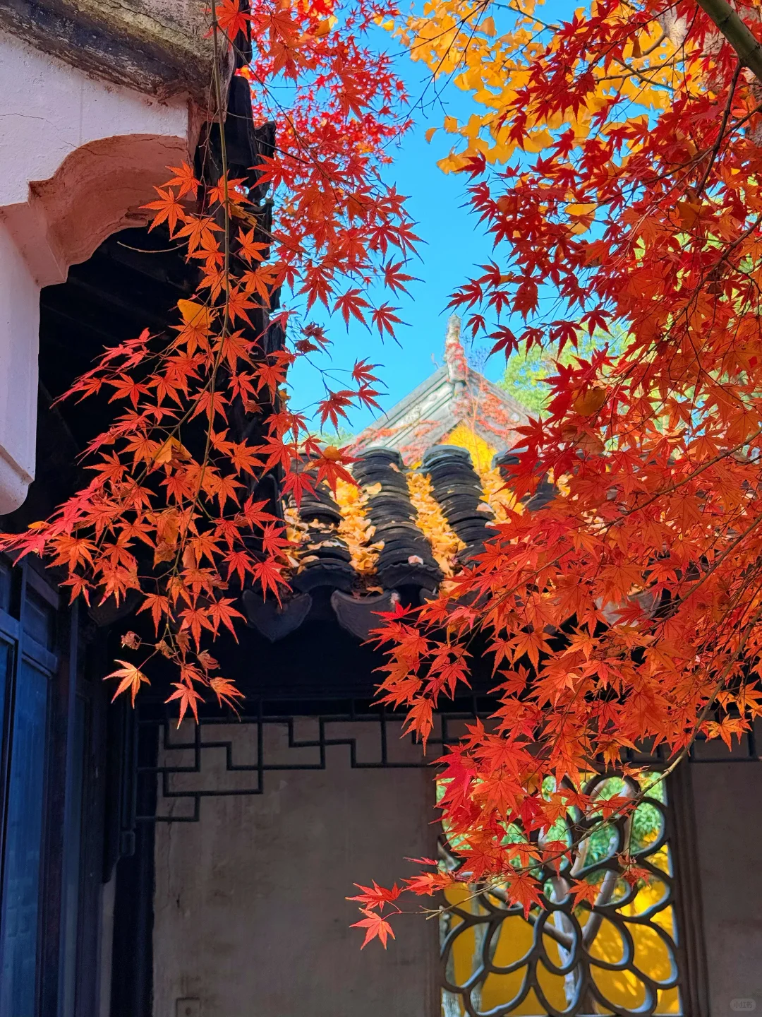 第一个发现苏州这个五彩秋景的人是个天才吧