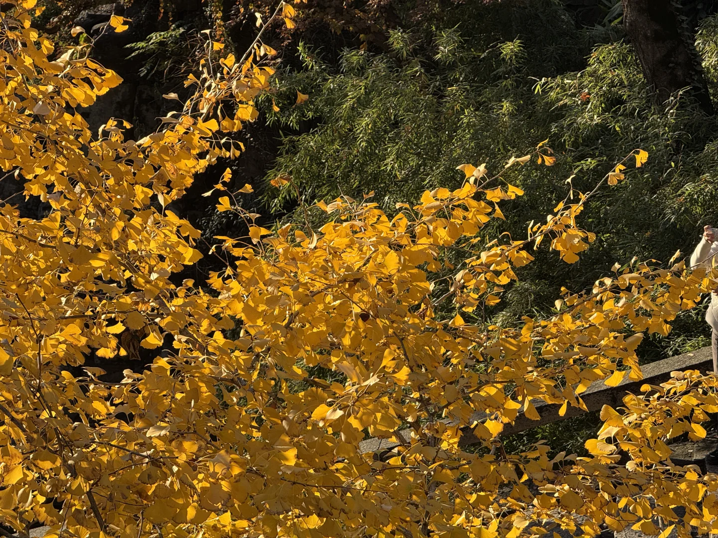 苏州的的秋马上要结束了