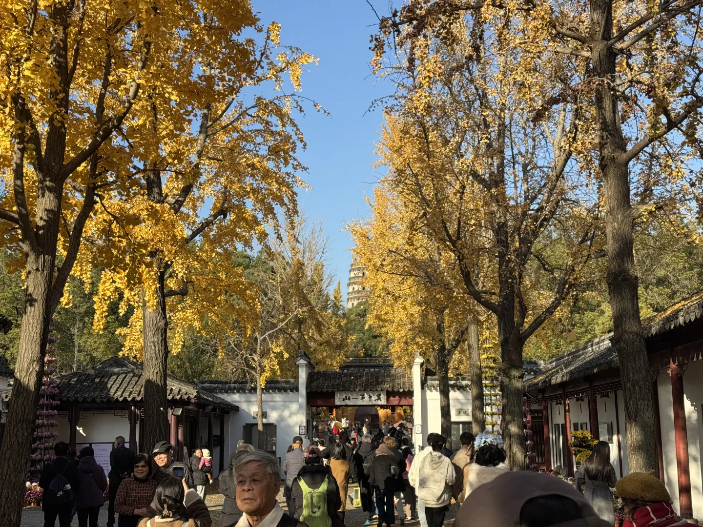 苏州的的秋马上要结束了