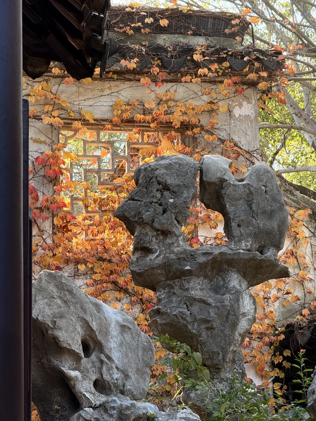 苏州最佳赏秋时间已到！！附拙政园超详细攻略