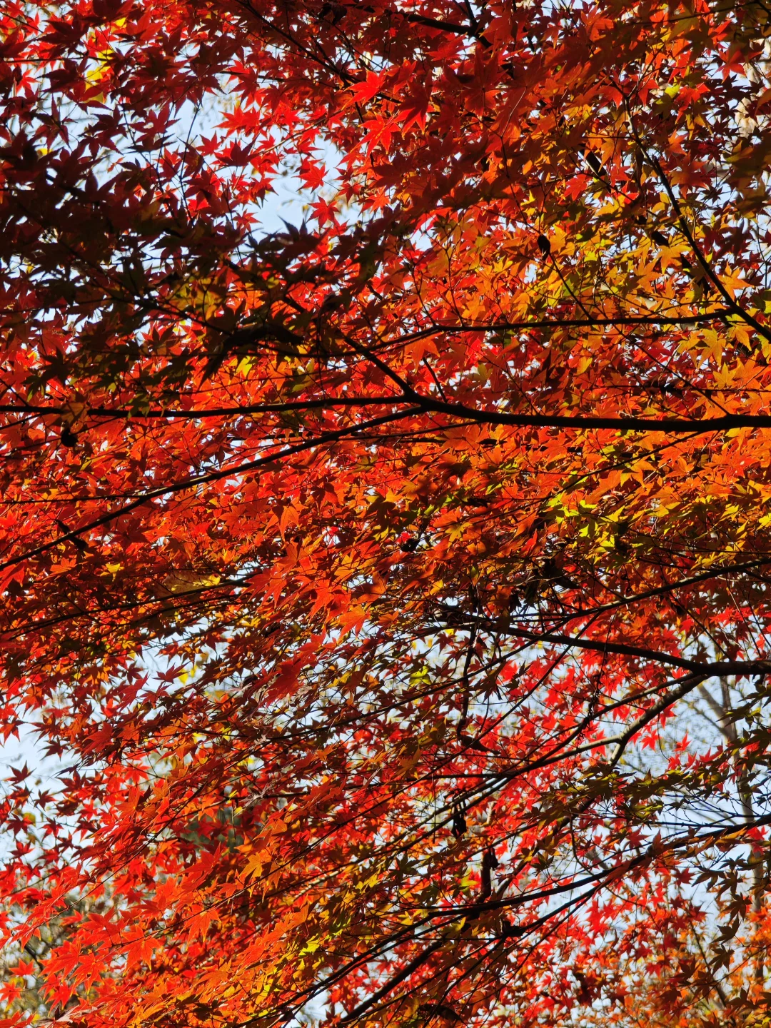 南京栖霞山最美时刻