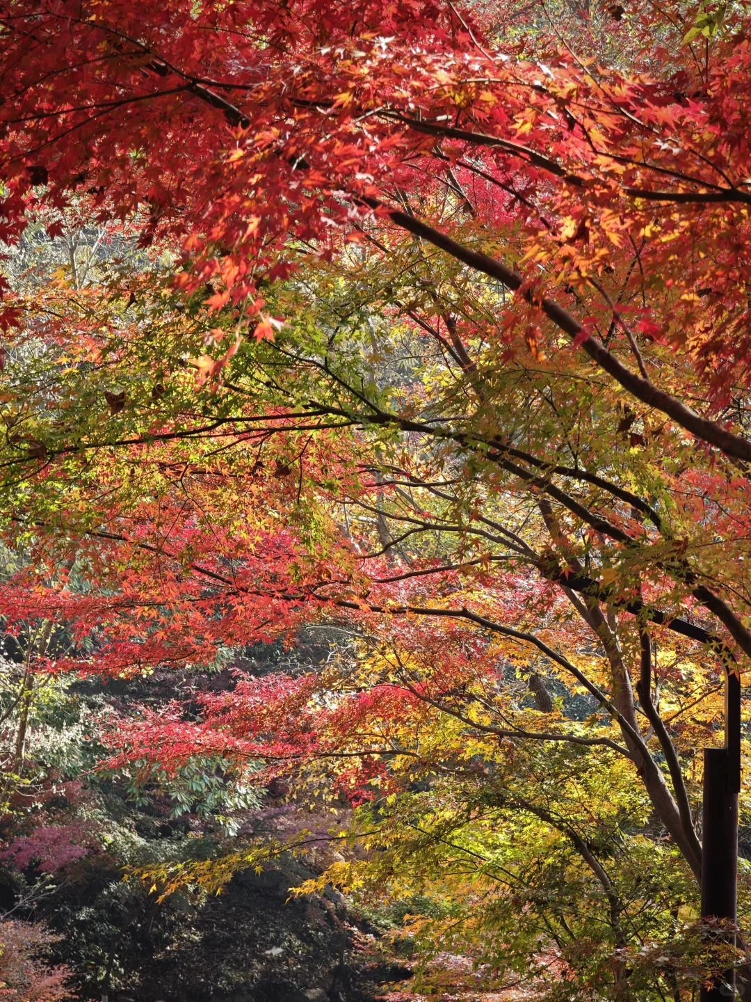 南京栖霞山最美时刻