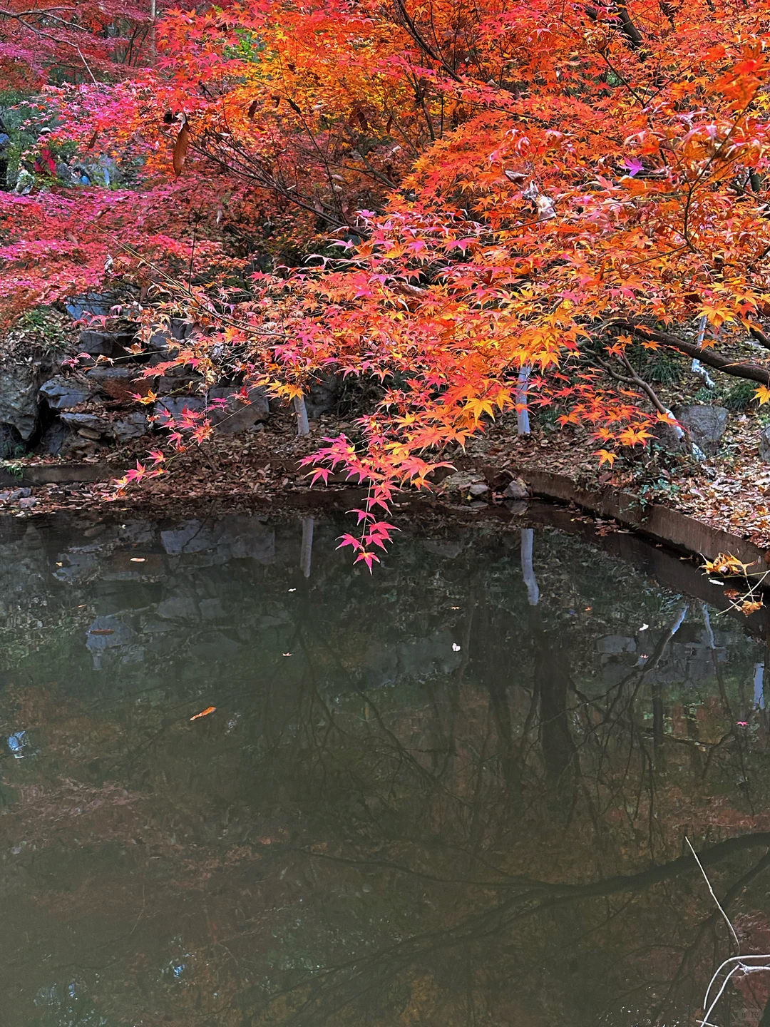 12.02南京栖霞山实况live（免票版）