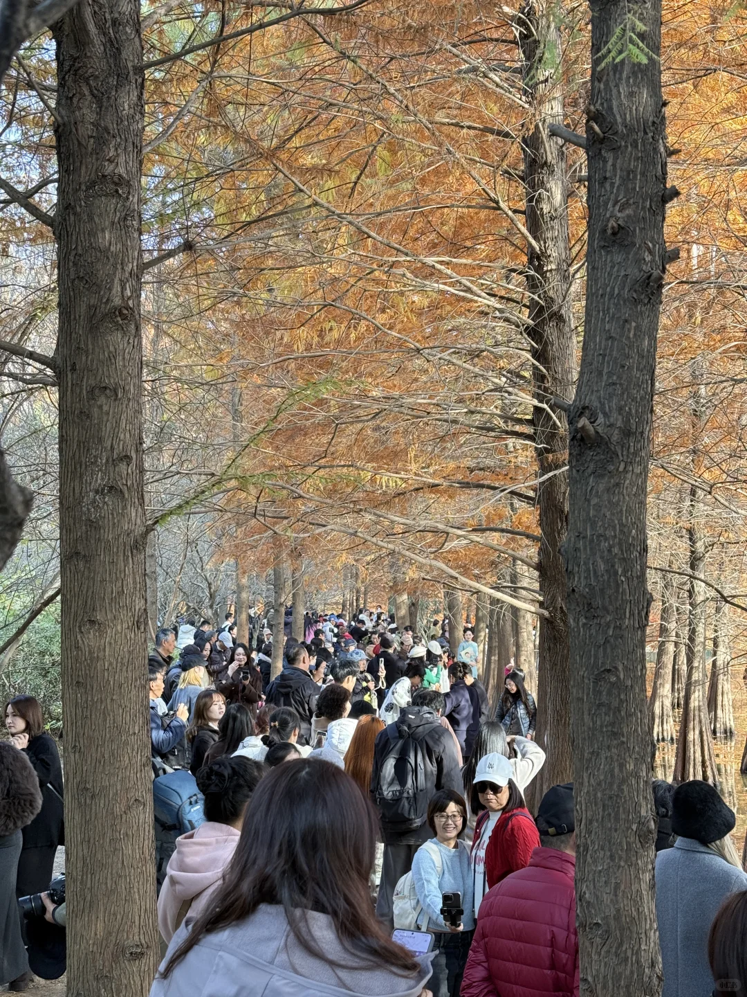 12.1实况！！今日南京梧桐大道…