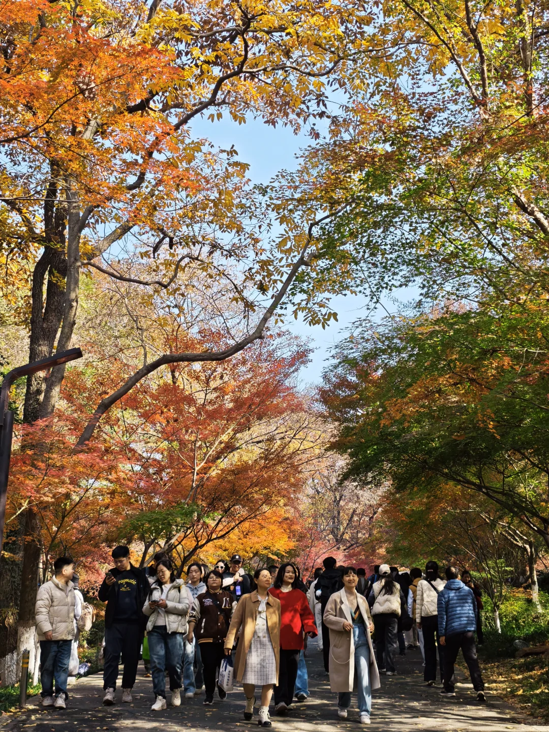 💥南京栖霞山周末来了一亿人！挤爆了～