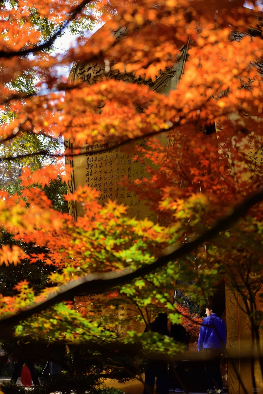 ❤️12.6实拍｜南京栖霞山赏枫进行时