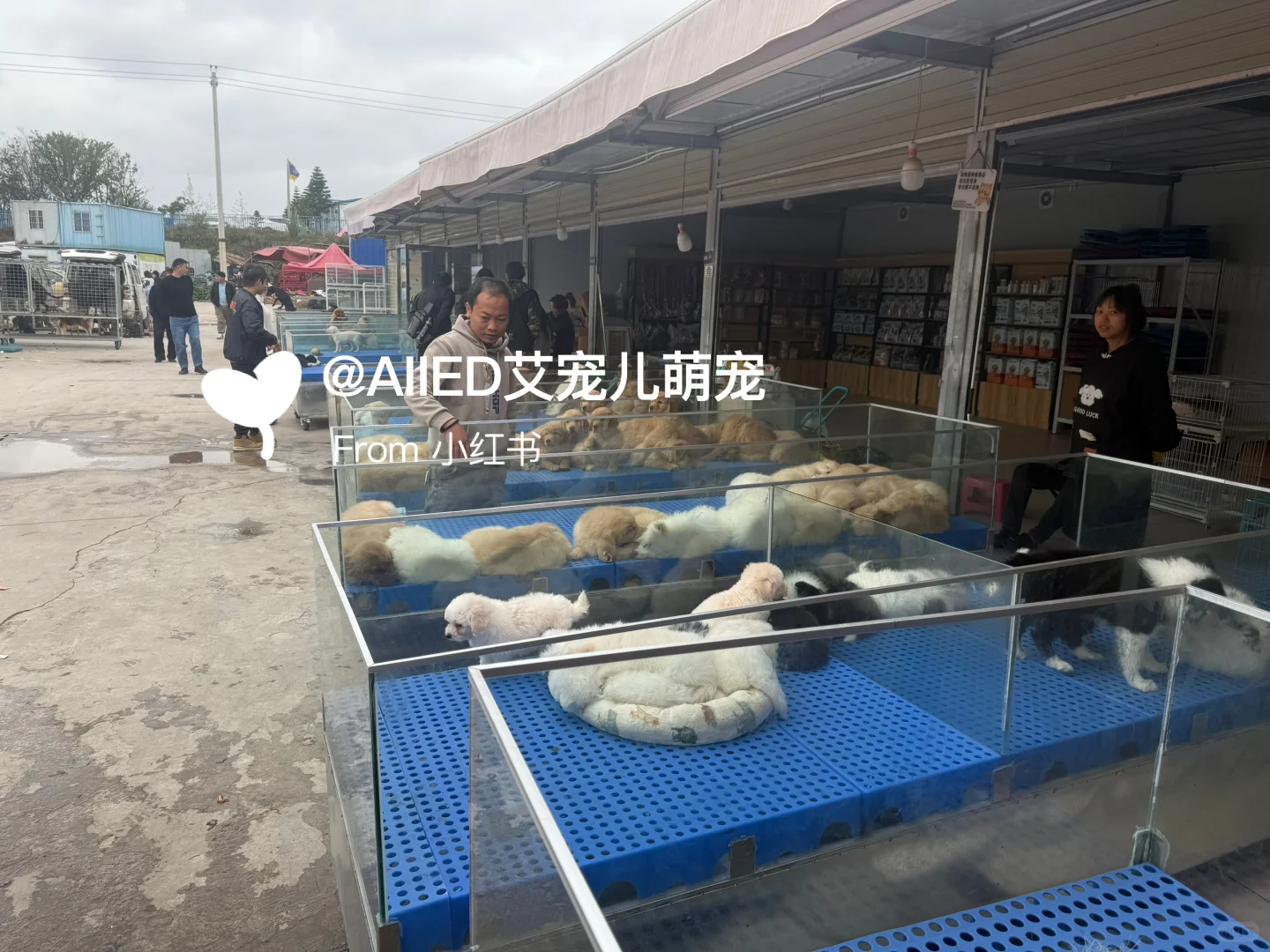 徐州超大宠物市场！买猫买狗一只也是批发价