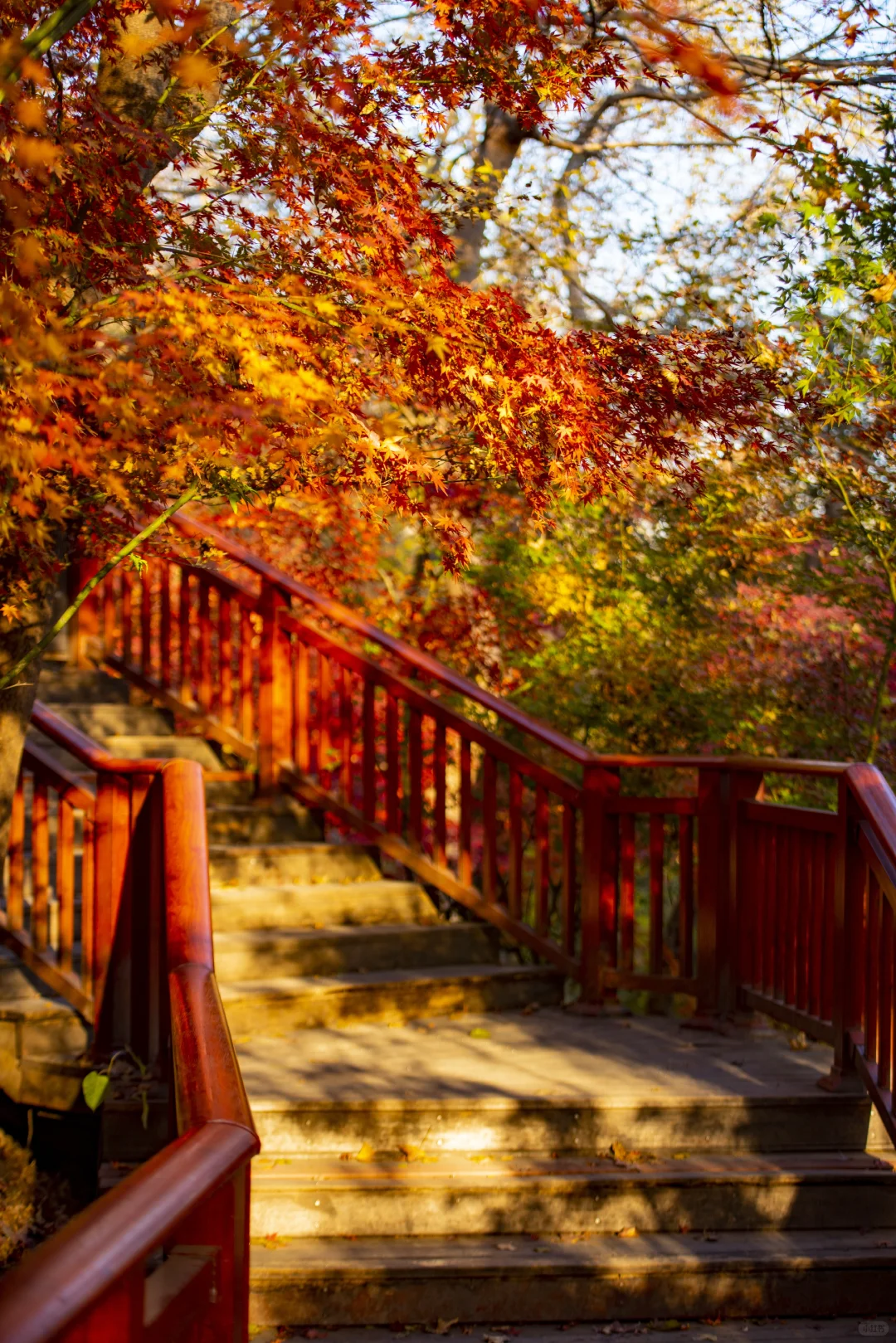 ❤️12.6实拍｜南京栖霞山赏枫进行时