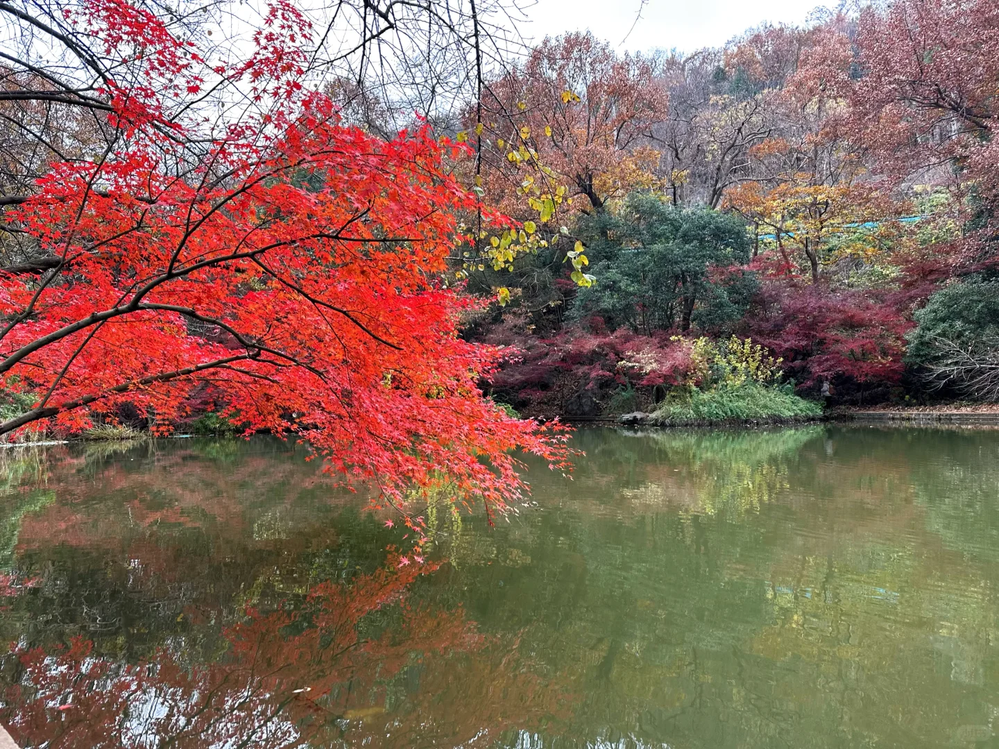 12.02南京栖霞山实况live（免票版）