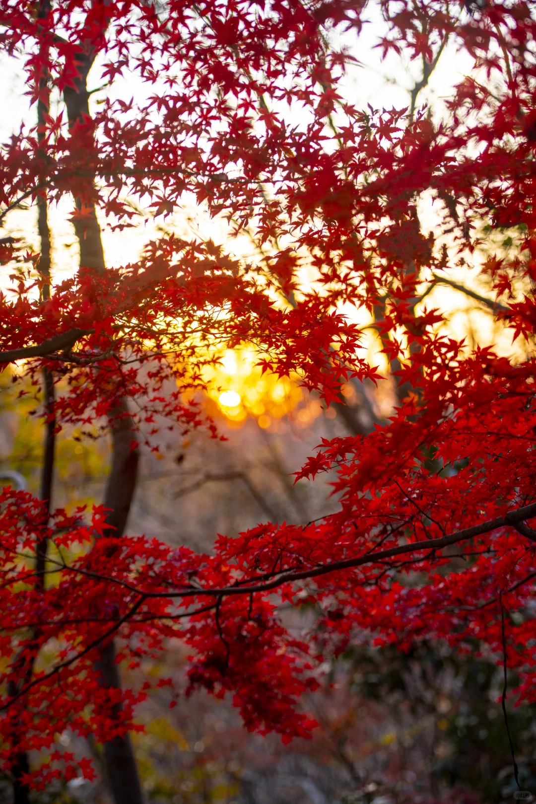 ❤️12.6实拍｜南京栖霞山赏枫进行时