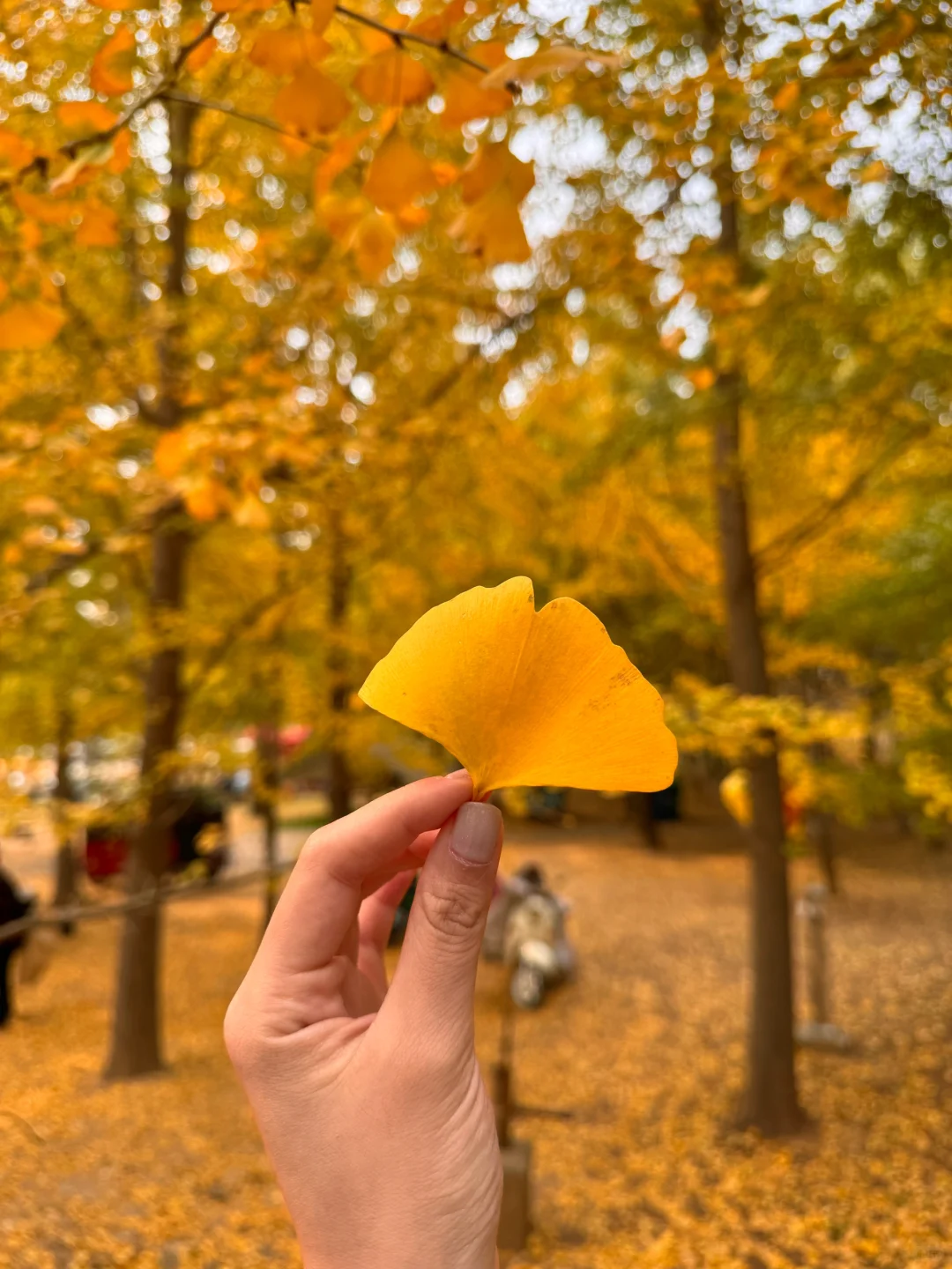 徐州的秋天🍂真的美疯了！！！