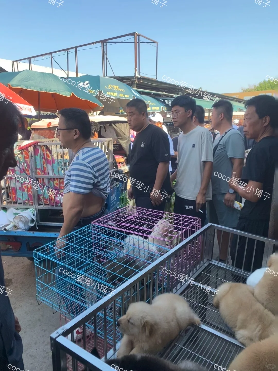 南京鼓楼猫狗市场，看猫看狗好去处 推荐