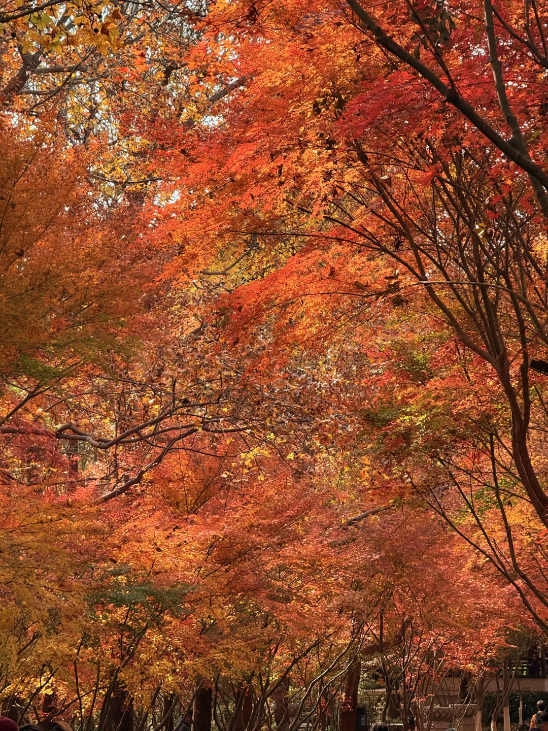 12.1栖霞山枫叶实拍❗美晕
