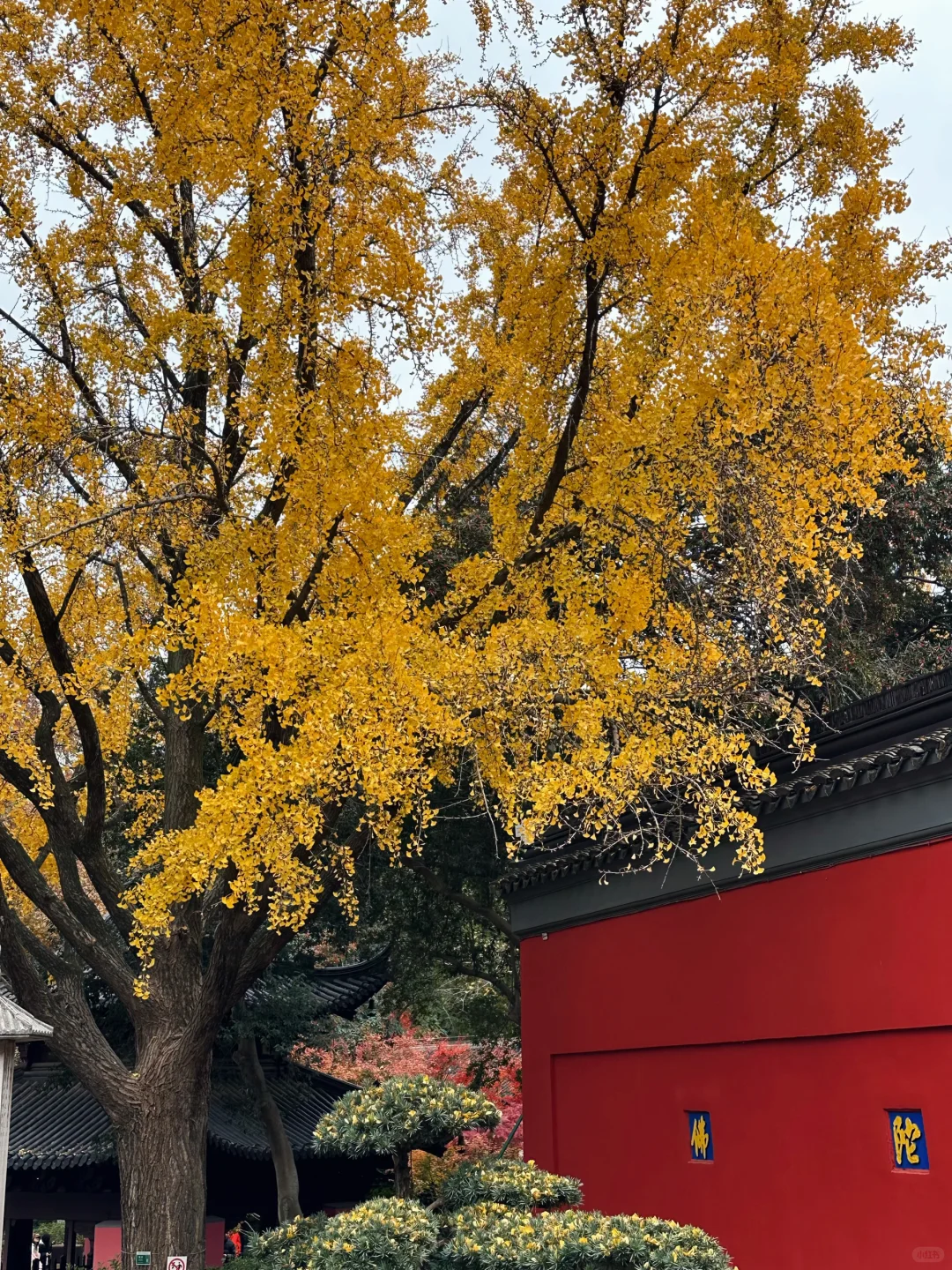 12.02南京栖霞山实况live（免票版）