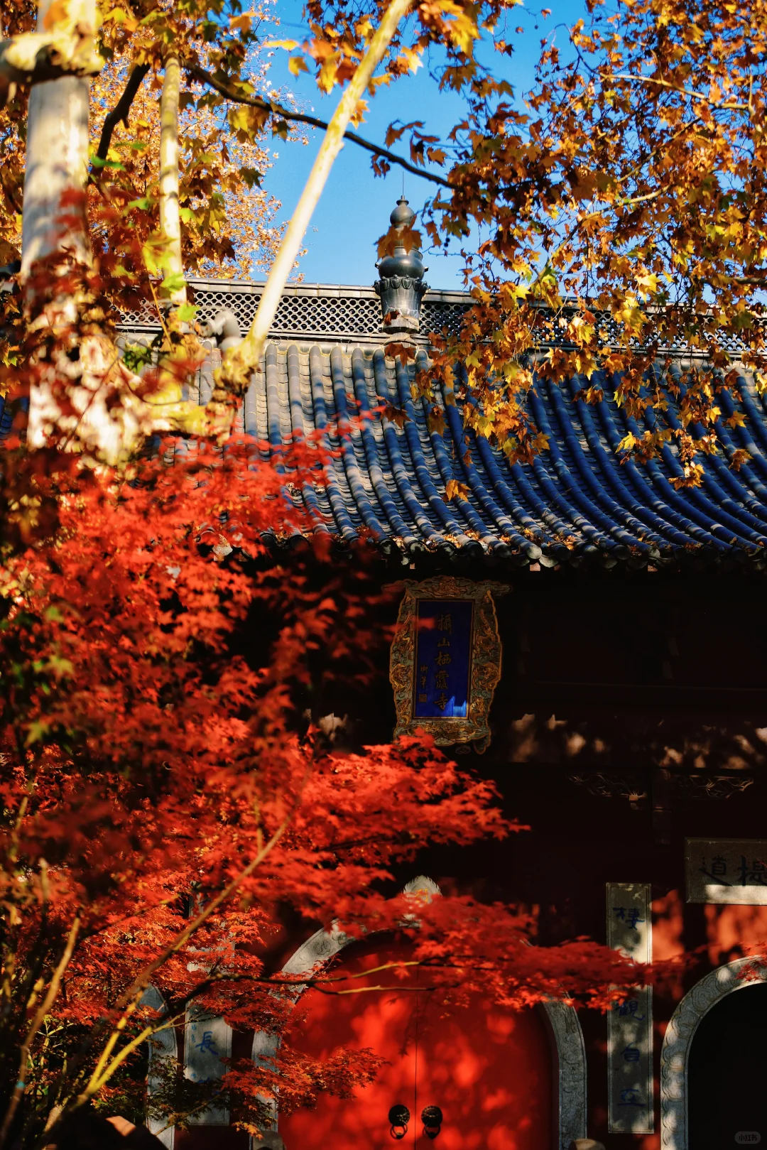 ❤️12.6实拍｜南京栖霞山赏枫进行时