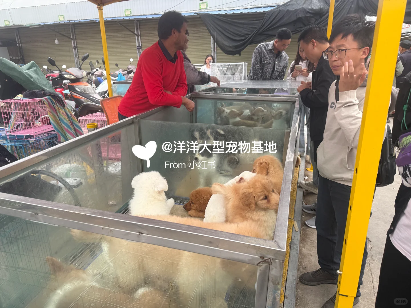 徐州宠物市场推荐🔥一只也是批发价✅