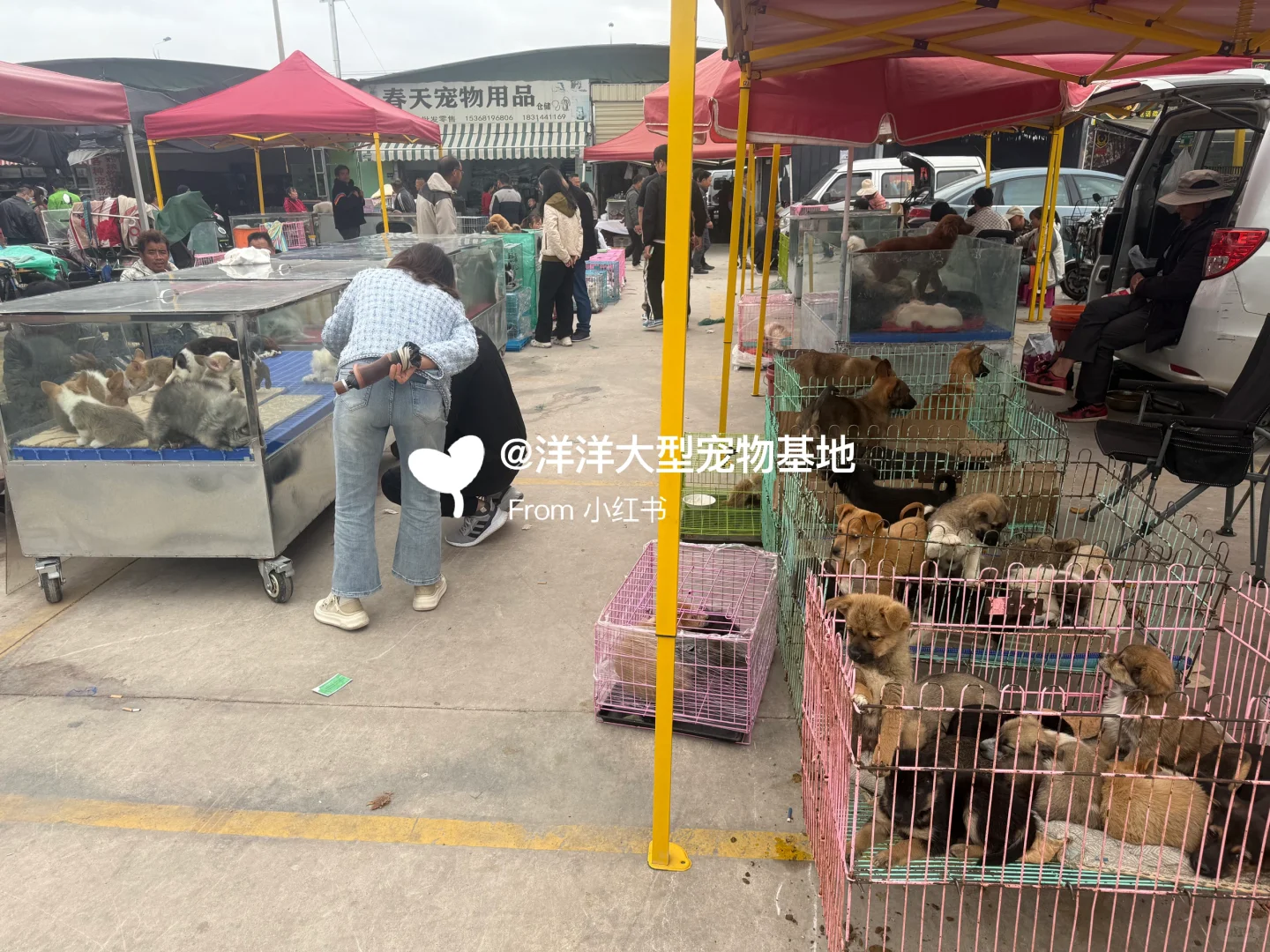 徐州宠物市场推荐🔥一只也是批发价✅
