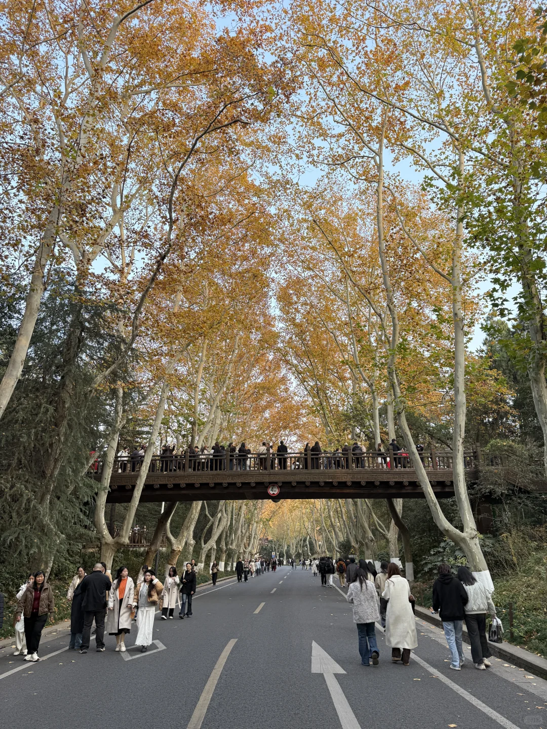 12.1实况！！今日南京梧桐大道…