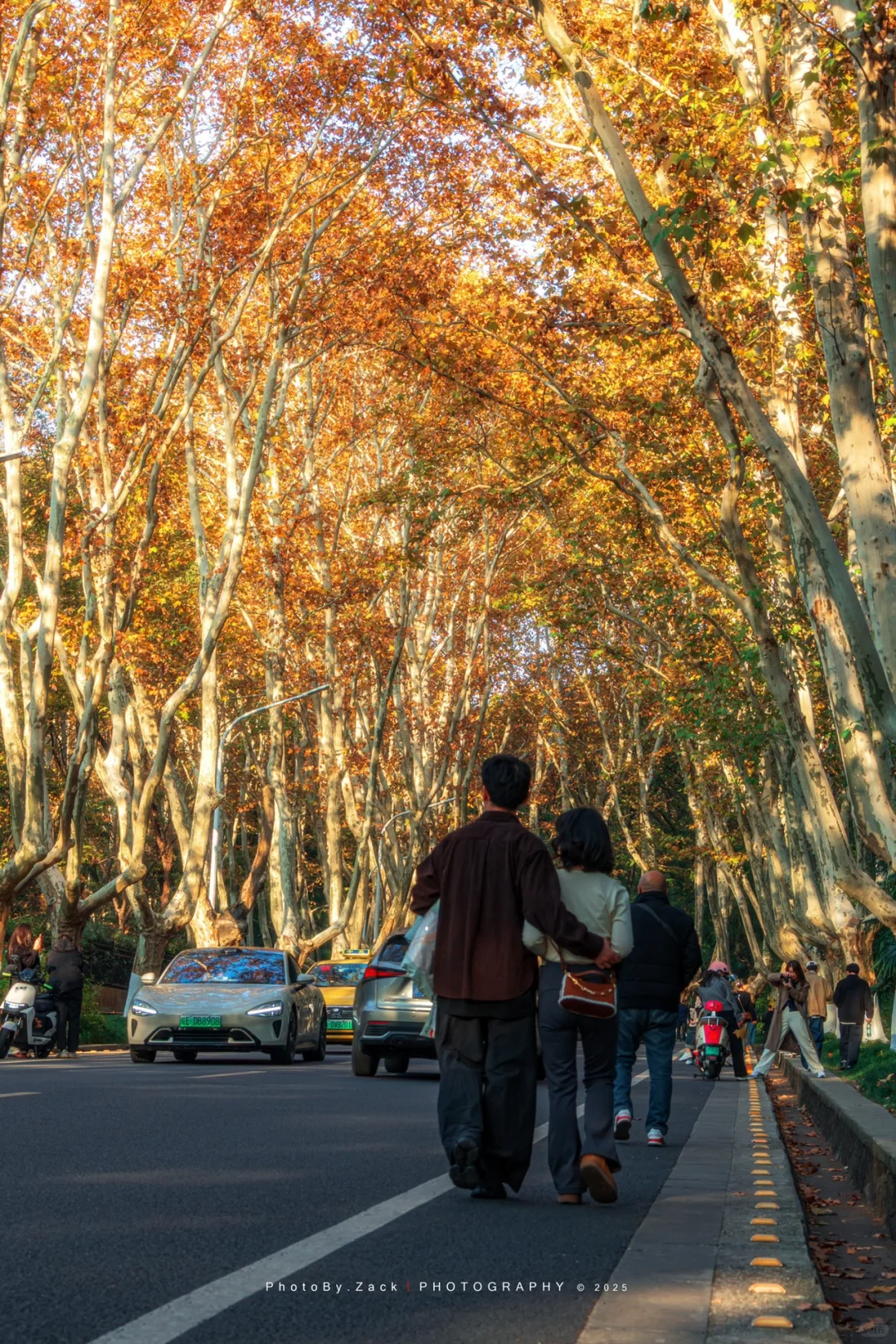 12月的南京有一种美叫 “梧桐美”🍁