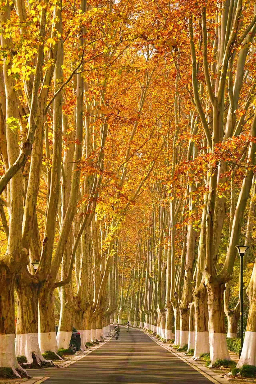 11.30实拍｜南京人少🍂金黄的梧桐大道‼️