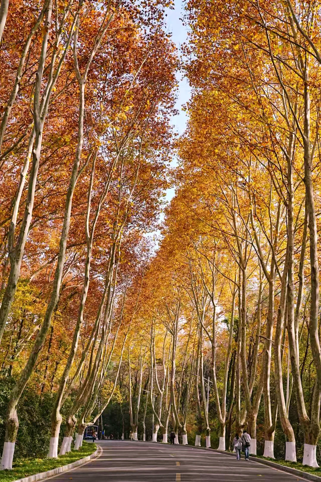 11.30实拍｜南京人少🍂金黄的梧桐大道‼️