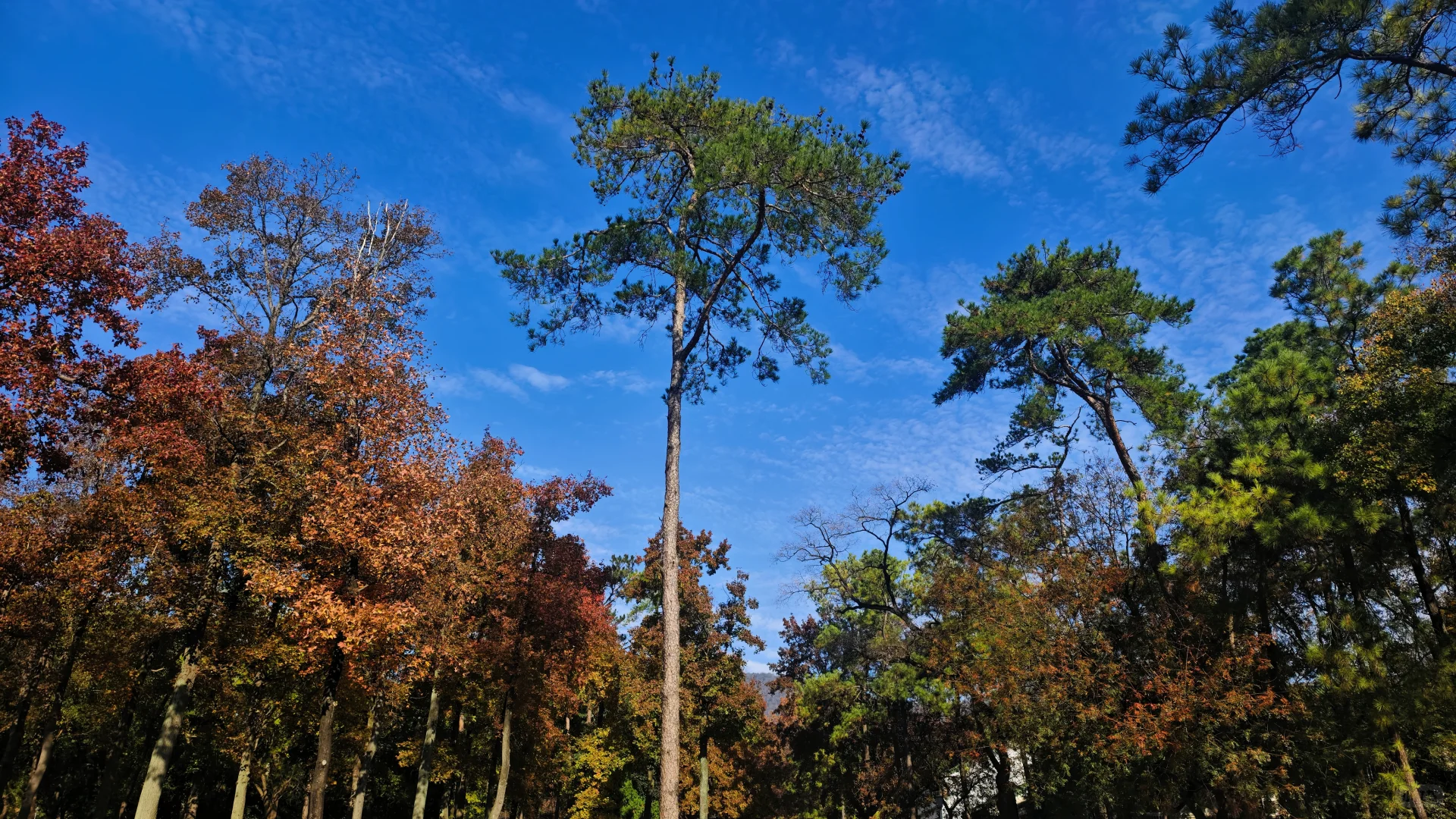 南京，美的滴尿！