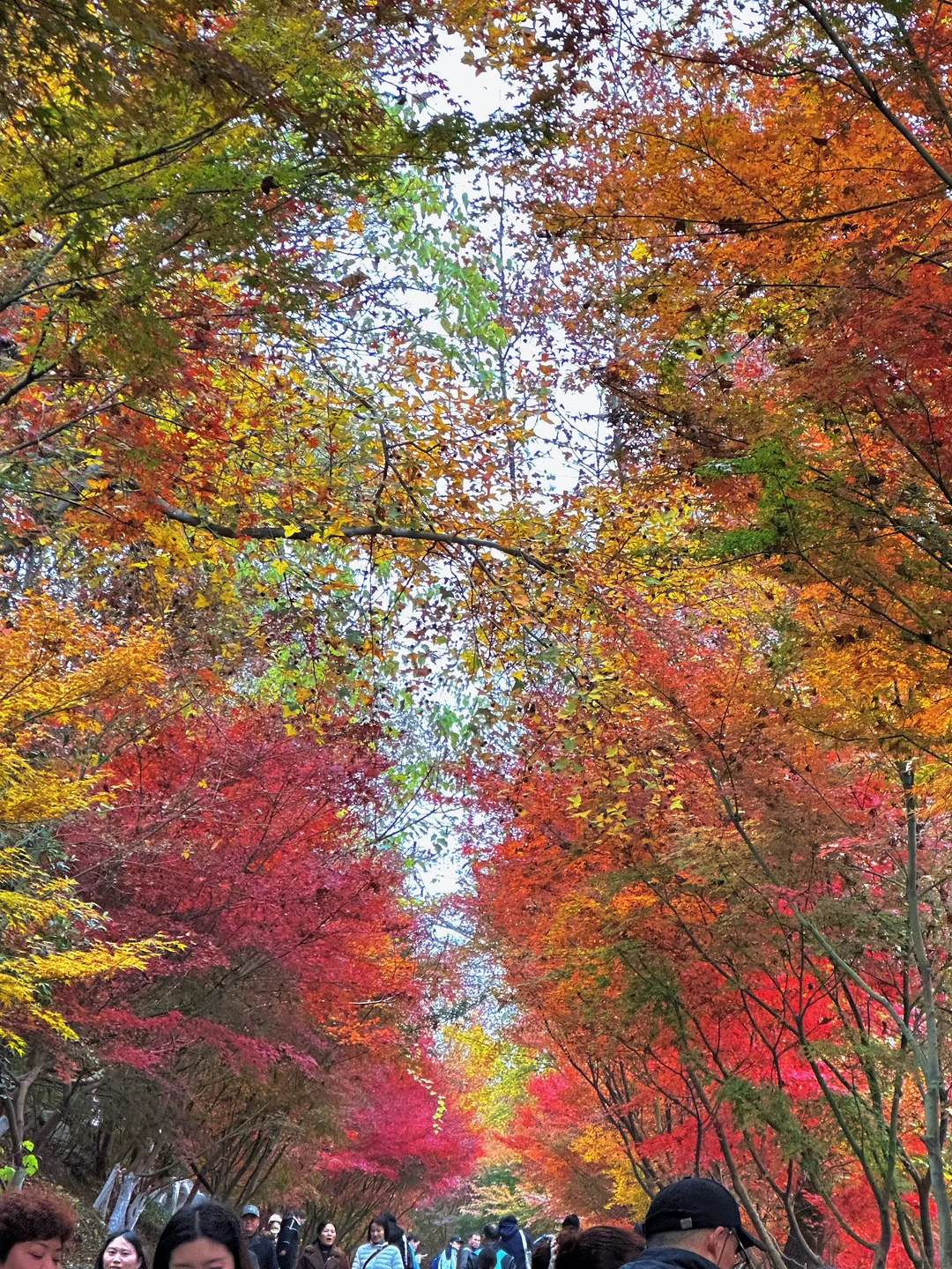 12.02南京栖霞山实况live（免票版）