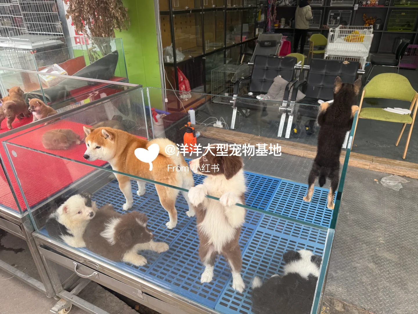 徐州宠物市场推荐🔥一只也是批发价✅