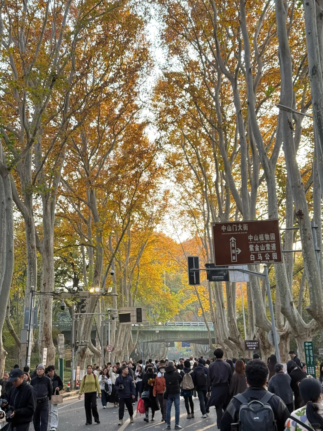 12.1实况！！今日南京梧桐大道…