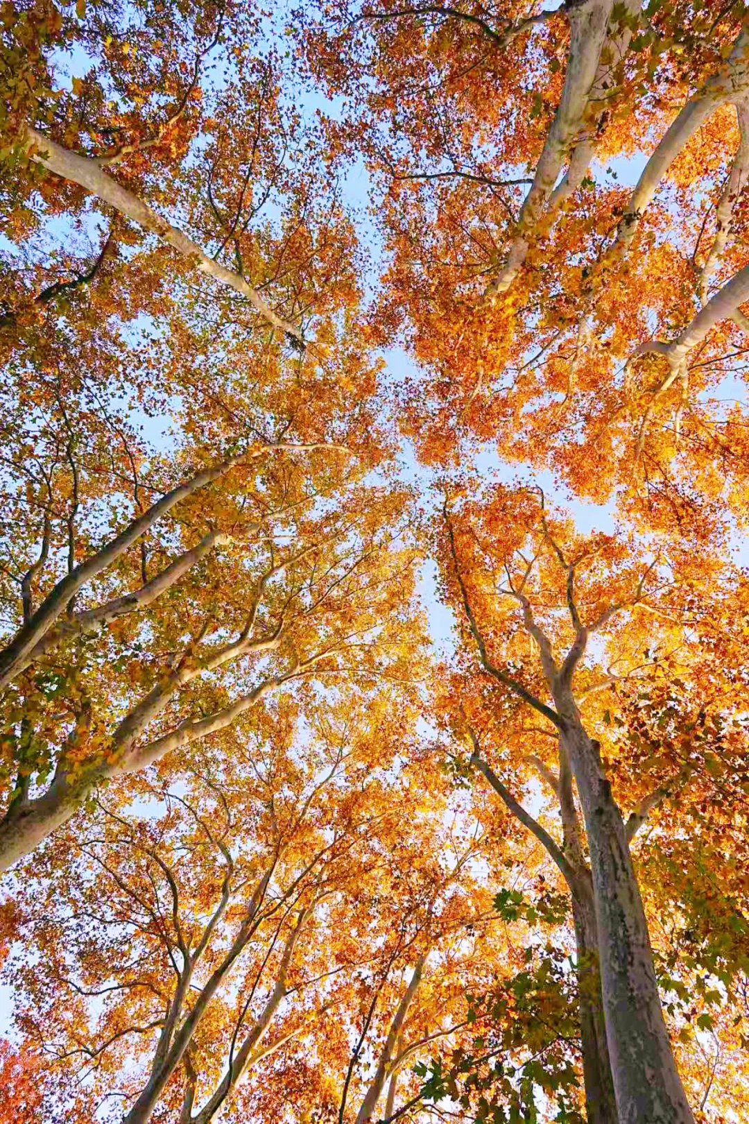 11.30实拍｜南京人少🍂金黄的梧桐大道‼️