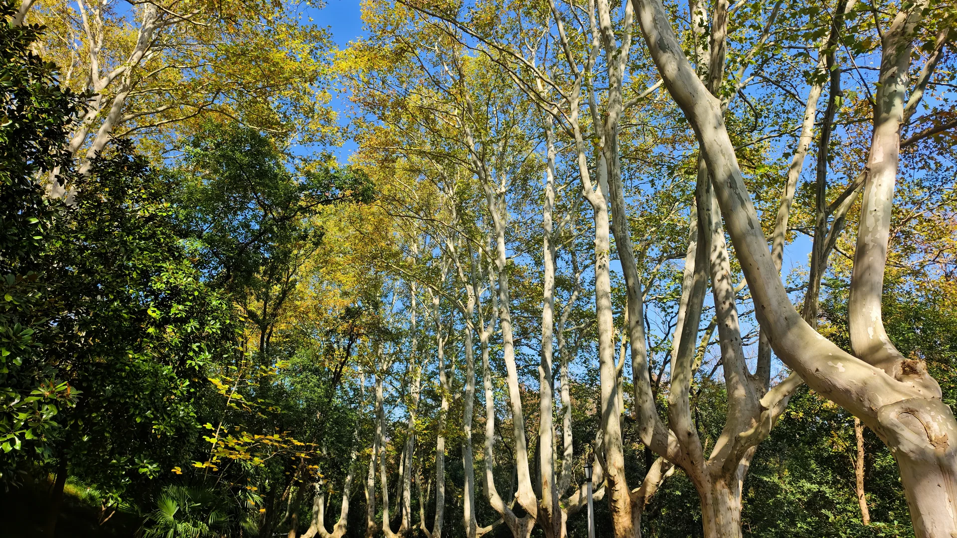 南京，美的滴尿！