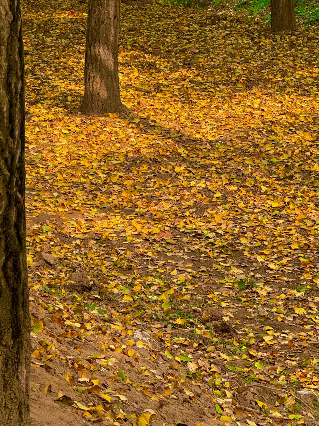 徐州的秋天🍂真的美疯了！！！