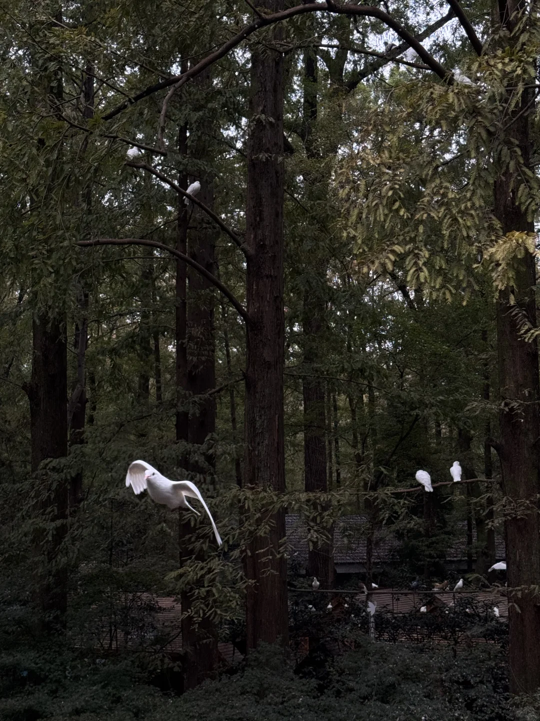 📍南京音乐台🎵｜拍到了鸽群飞舞！