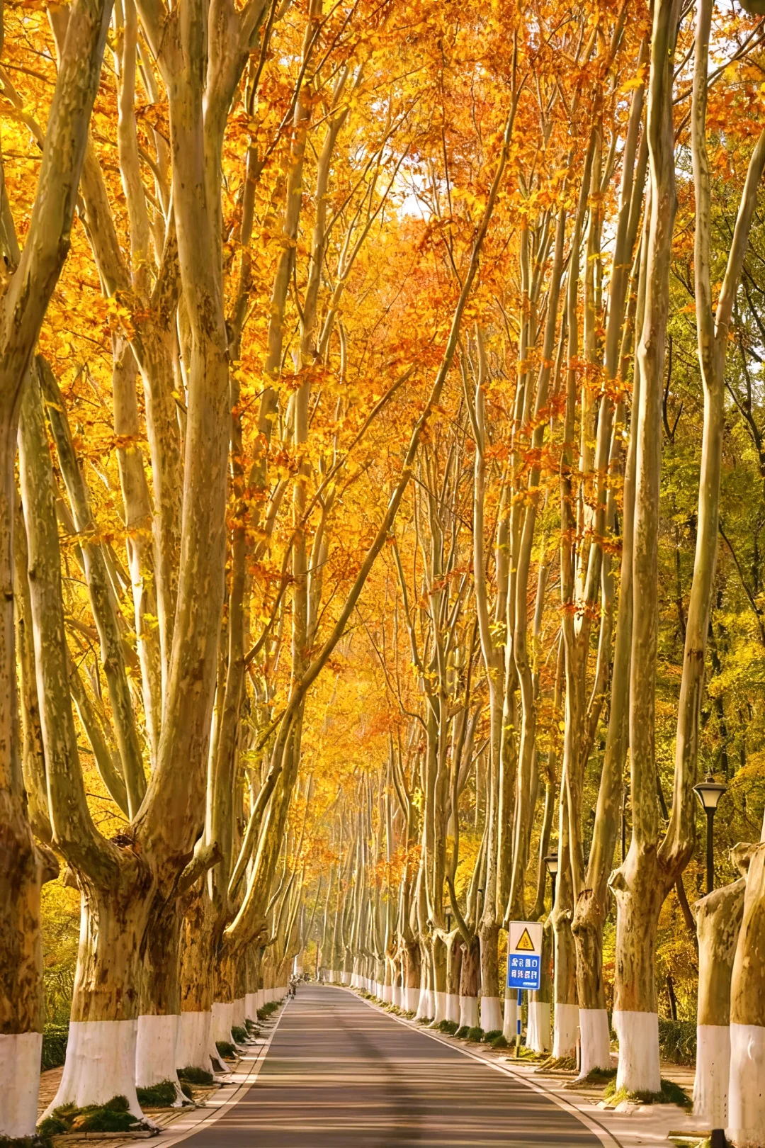 11.30实拍｜南京人少🍂金黄的梧桐大道‼️