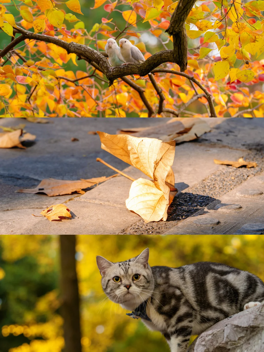 我宣布‼️没有一个城市比南京更懂秋天😭