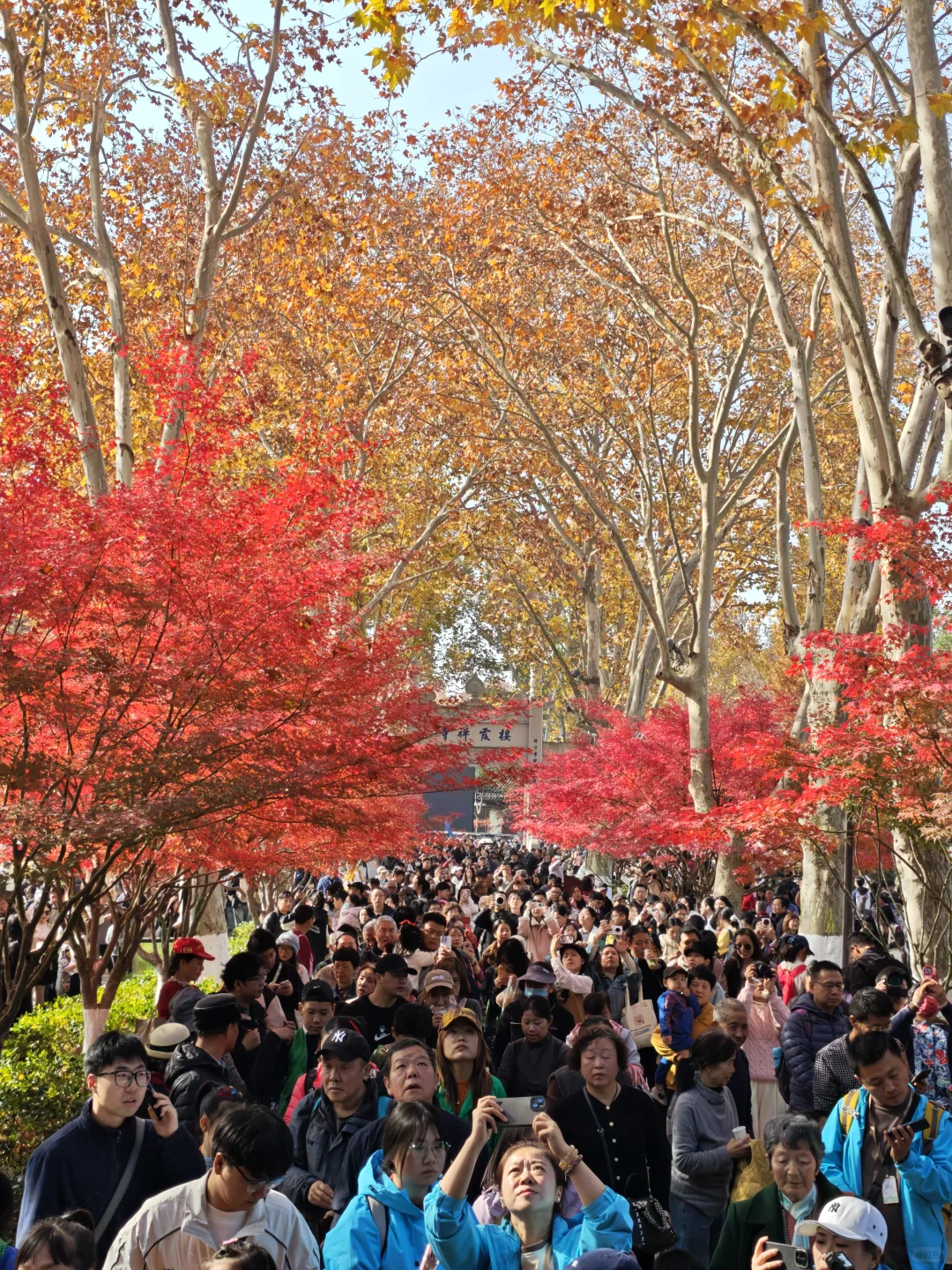 💥南京栖霞山周末来了一亿人！挤爆了～